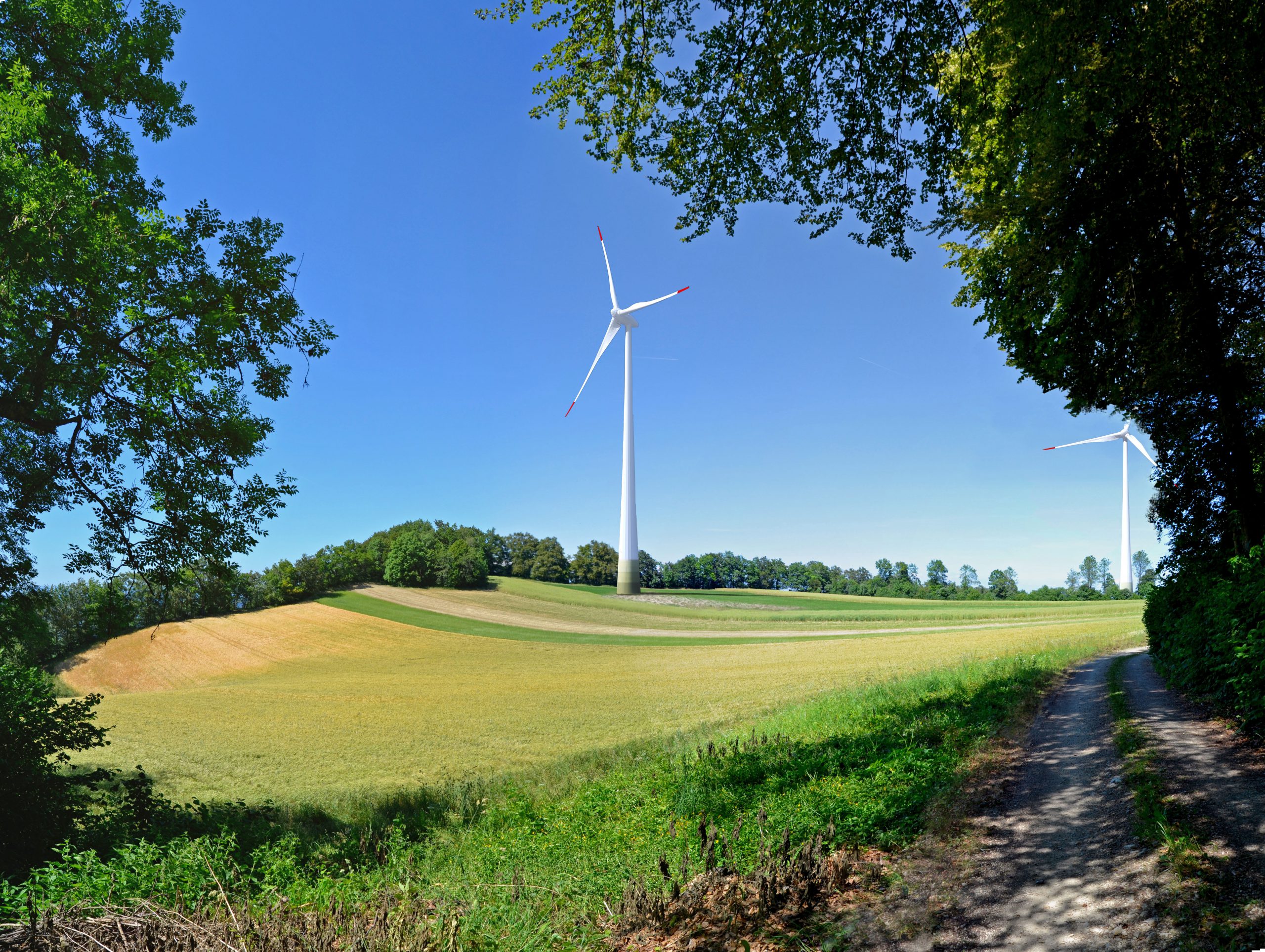 Fledermausstudie in Kienberg-Burg